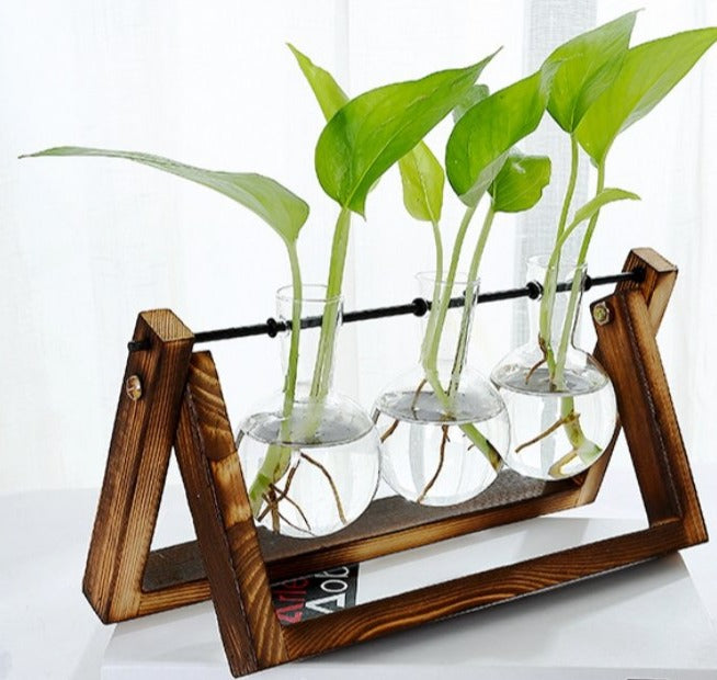 Glass Tabletop Plant - RAZANSY